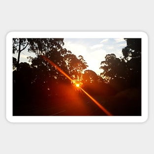 Sunset Through the Trees, Stawell Sticker